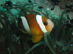 Three-band anemonefish, watching at the anemonefish getti... by Tony Otion 